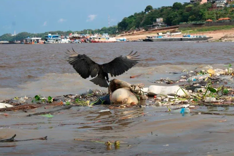 urubu-devorando-cadaver-de-homem-foto-ronaldo-siqueira-jpg